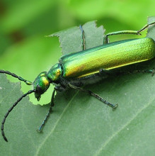 cantharis-homeopaattinen-aine-virtsatietulehdukset