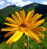 Arnica Montana homeopaattinen aine - Homeopatiakeskus Arnica Espoo